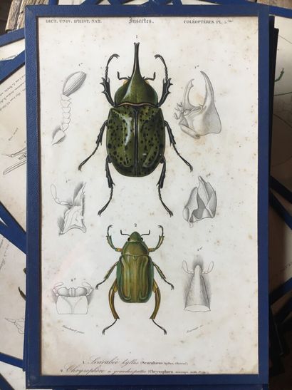 null 
Série de 24 planches d'entomologie en couleurs, fin XIXème siècle






24...