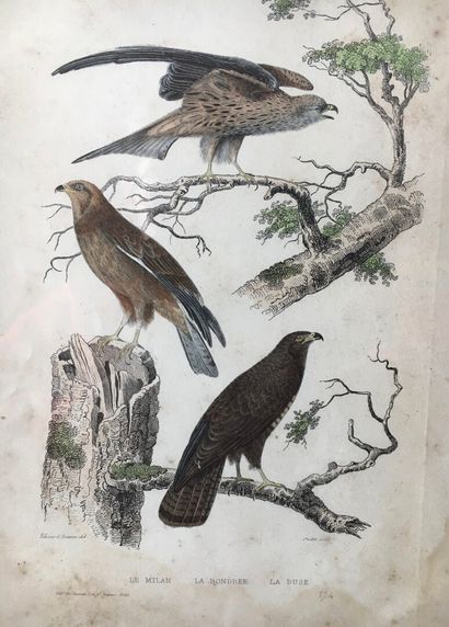 null Série de 20 planches d'ornithologie en couleurs, fin XIXème siècle

26 x 17...