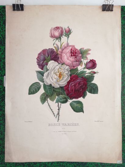 [Botanique]. REDOUTÉ (Pierre-Joseph). Roses variées. N° 14. A Paris, chez Schroth,...