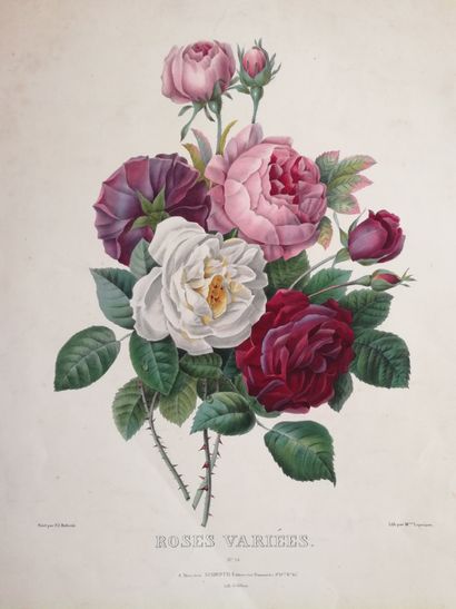 [Botanique]. REDOUTÉ (Pierre-Joseph). Roses variées. N° 14. A Paris, chez Schroth,...