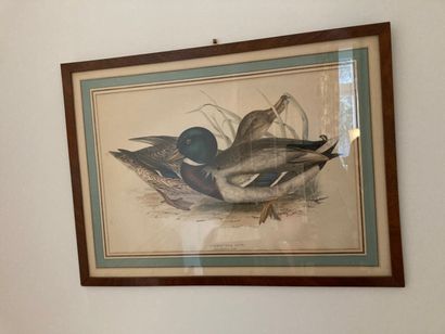 [Chasse]. 2 gravures. Oiseaux.


Deux gravures en couleur.


33 x 50 cm