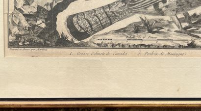 null D'après MARTINET, XIXème siècle

Deux gravures formant pendant

Le Petit Epervier...