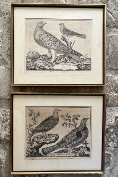 null D'après MARTINET, XIXème siècle

Deux gravures formant pendant

Le Petit Epervier...