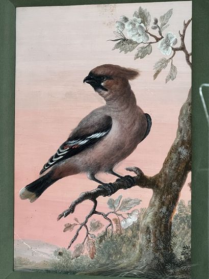 null German school of the 18th century

Bird on its branch 

Gouache

27 x 19 cm
