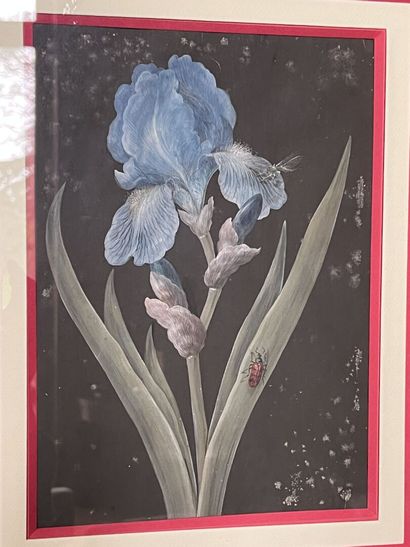 null German school of the 18th century

Iris and insects

Gouache

26,5 x 19 cm
...