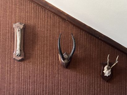 null Hunting trophies including a boar's foot, a weasel's foot, a deer antler and...