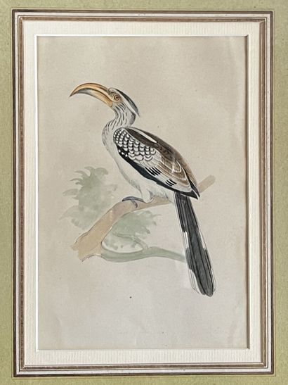 null Ecole française, XIXe

Etude de trois oiseaux dont le crossoptilon drouynii...