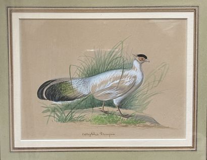null Ecole française, XIXe

Etude de trois oiseaux dont le crossoptilon drouynii...