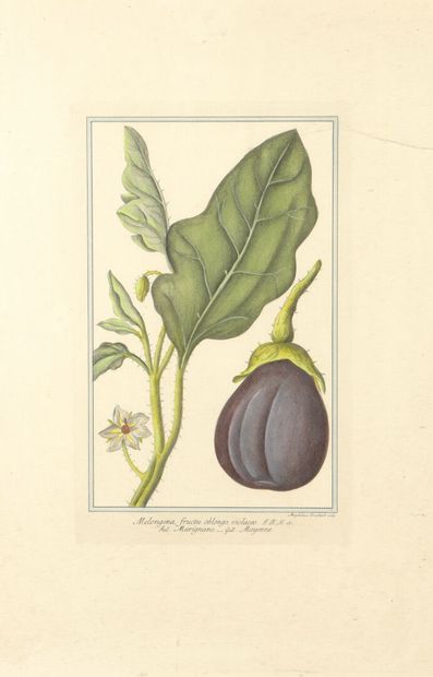 null D'après Madeleine BOUCHARD

Melon violet

Gravure en couleurs.

39 x 24,5 cm...