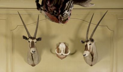 null Deux têtes d'oryx

H. 130 cm 

On y joint une tête de phacochère