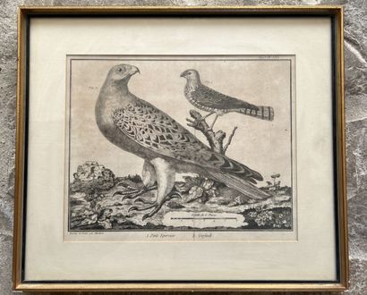 null After MARTINET, 19th century

Two engravings forming a counterpart

The Small...
