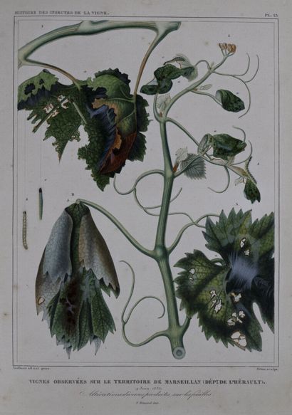 [Viticulture]. AUDOUIN (Victor). Histoire des insectes nuisibles à la vigne, et particulièrement...