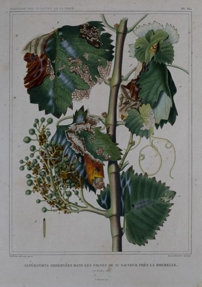 [Viticulture]. AUDOUIN (Victor). Histoire des insectes nuisibles à la vigne, et particulièrement de la pyrale qui dévaste les vignobles des départements... Paris, Fortin, Masson, 1842.