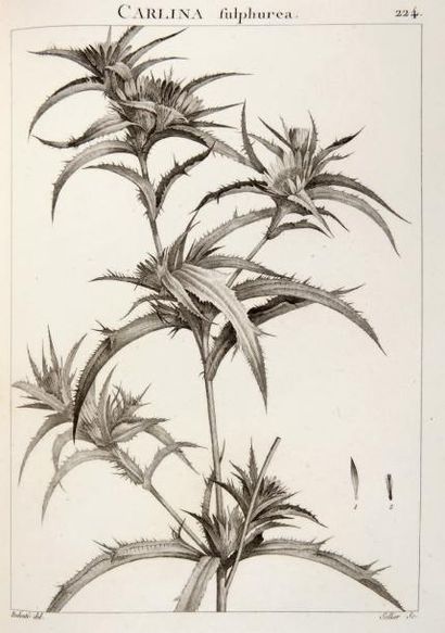 null [BOTANIQUE]. DESFONTAINES (René Louiche). Flora atlantica, sive Historia plantarum,...
