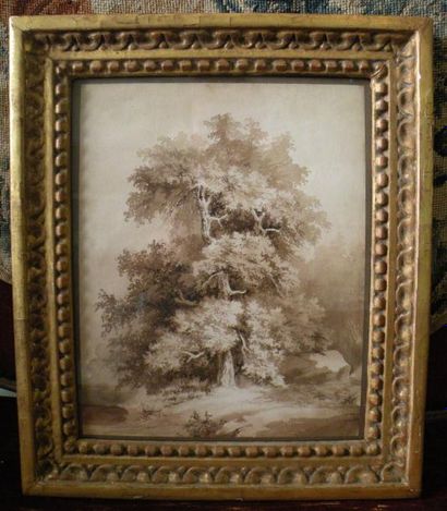 École Française du XIXe siècle Etude d'arbre Lavis brun sur traits de crayon noir....