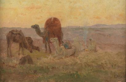 SCHONBORN (XIXe-XXe siècle)
Les chameaux...