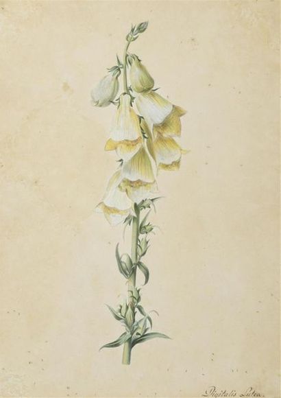  École francaise du XIXe siècle Etudes de fleurs Suite de six aquarelles. 26 x 19,5...