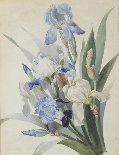 null École francaise vers 1880
Iris
Aquarelle.
40,5 x 31 cm