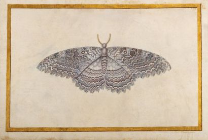 null Françoise-Madeleine BASSEPORTE (1701-1780) Papillon Gouache sur vélin signé...