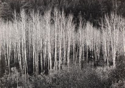 null Ansel Adams (1902-1984)

Aspens, Dawn, Dolores River Canyon, Autumn, Colorado,...