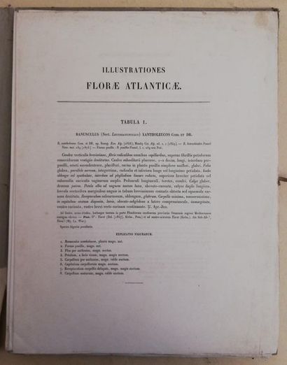 null COSSON (E.). Illustrationes Florae Atlanticae seu Icones Plantarum Novarum,...