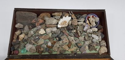 null Collection de minéraux, coquillages et fossiles divers présentés dans leur ...