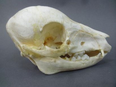 null European wild boar (Sus scrofa) (CH): skull with teeth and lower mandible of...