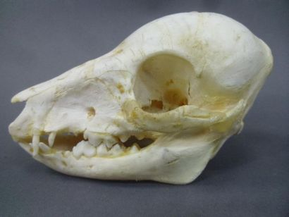 null European wild boar (Sus scrofa) (CH): skull with teeth and lower mandible of...