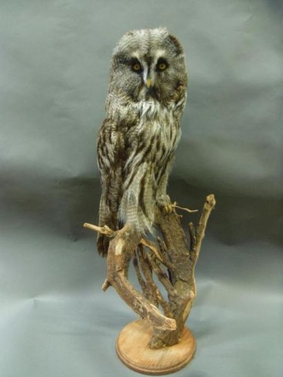 null Ringed Great Gray Owl (Strix nebulosa) (II/A-CE): naturalized specimen presented...