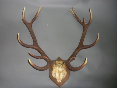 null Red deer (Cervus elaphus) (CH): cerebral part presented in jar with preservative...