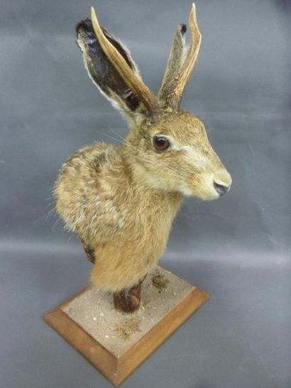 null Chimera made from a head of European Hare (Lepus europaeus) (CH) and wood of...