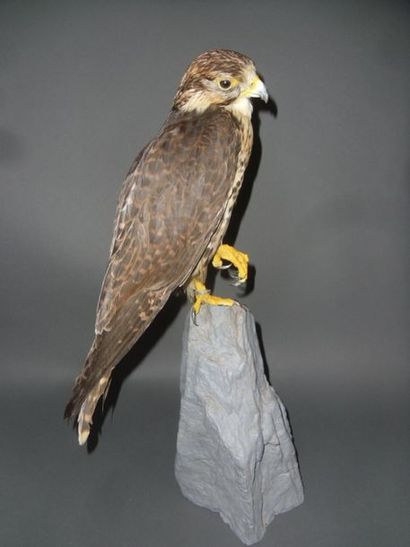 null Faucon sacre (Falco cherrug) (II/A-CE) bagué : spécimen naturalisé présenté...