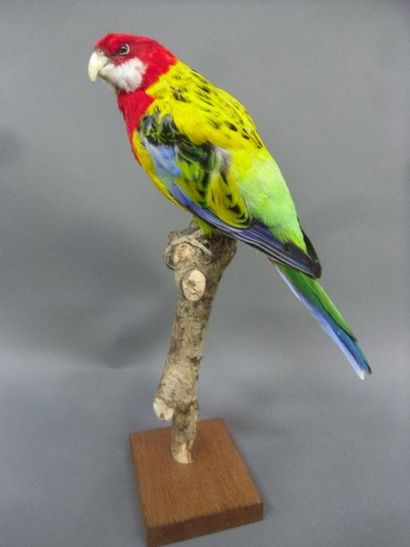 null Omnicoloured golden-mantled parakeet (Platycercus eximius) (II/B) ringed: specimen...