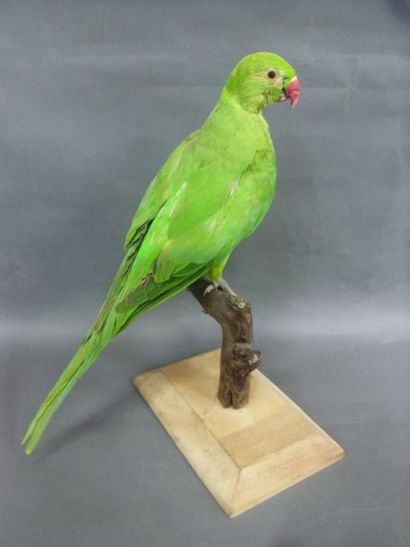 null Collared parakeet (Psittacula krameri) (NR): specimen presented on a wooden...