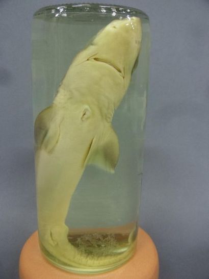 null Spiny dogfish shark (Squalus acanthias) (NR): juvenile specimen presented in...