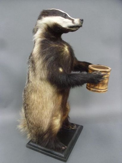null European badger (Meles meles) (CH): naturalized specimen in bipedal station...