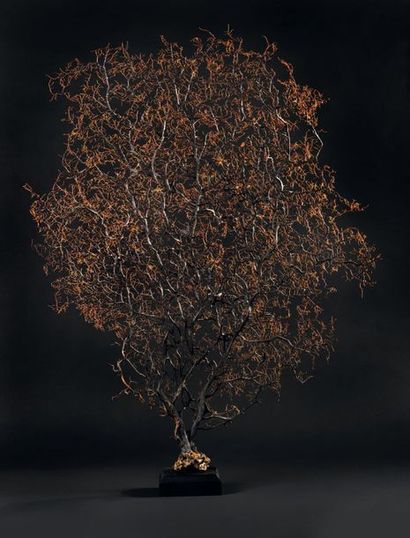 null Gorgone noire dite « à épine » de taille exceptionnelle
Gorgone avec une arborescences...