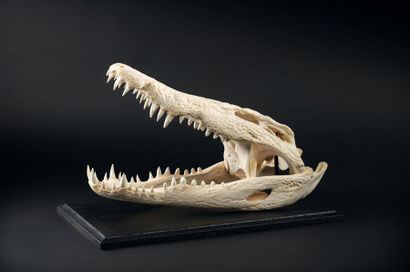 null Crâne de crocodile Crocodilus niloticus présenté sur base en bois laqué
Belle...