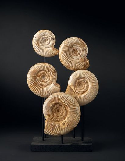 null Bel ensemble de cinq Ammonites Cranosphinctes, présentées sur socle, beaux reflets...