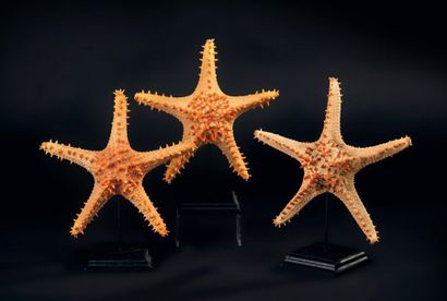 null Lot de trois étoiles de mer à corne sur socle.
Haut. 28 cm (couleurs naturelles...