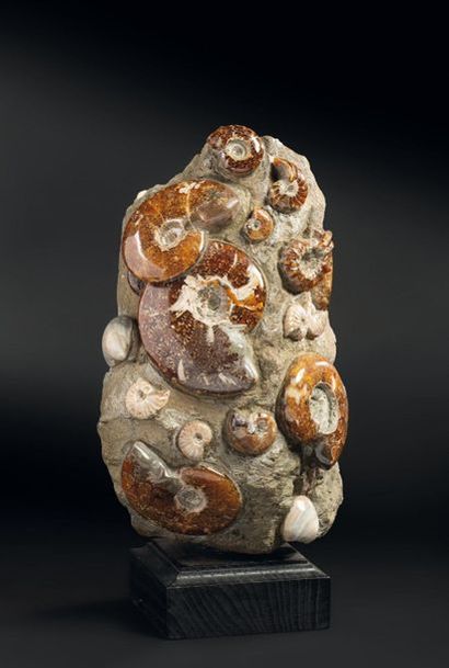 null Ensemble d'ammonites polies sur bloc.
Fossile décoration
Haut. 37 cm