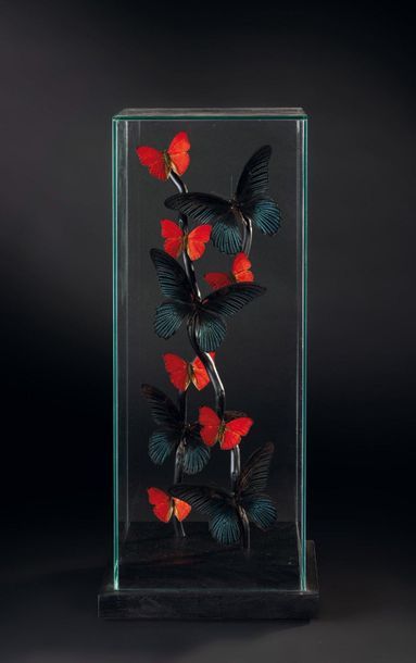null Envolée de papillons Cymothoé sangaris et Papilio memnom presentés sous verre
Haut....
