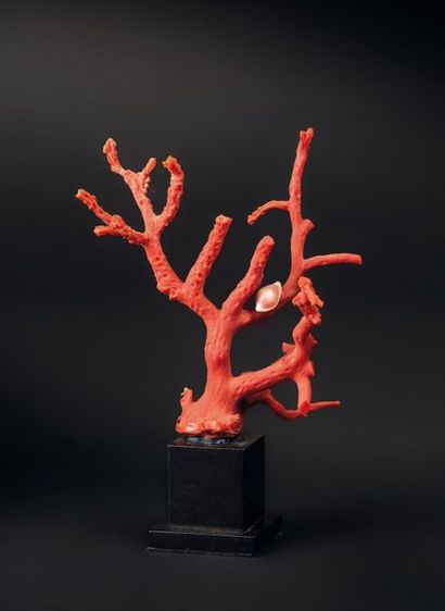 null Branche de corail rouge sur socle. Corallium rubrum (NR)
Haut. 13 cm Larg. 7...