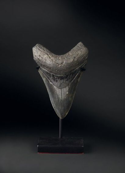 null Célèbre dent du Carcharodon mégalodon. Floride
Prédateur ultime des mers il...