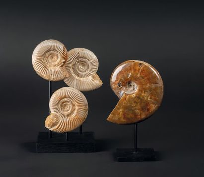 null Bel ensemble de trois Ammonites Cranosphinctes présentées sur socle, beaux reflets...