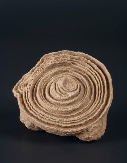 null Stromatolithe en bouton de rose
Magnifique structure pour cette concrétion
Diam...