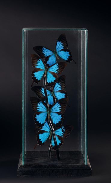 null Envolée de Papilio Ulysses sous verre
Haut. 43 cm Larg. 21 cm.