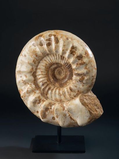 null Ammonite nacrée sur socle tournant. Kranaosphinctes
Diam : 40 cm Haut. 45 cm...