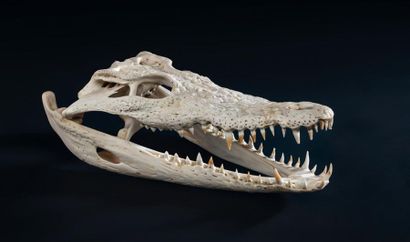 null Crâne de crocodile, crocodilus niloticus
Haut. 30 cm Annexe IIB
Pour une sortie...