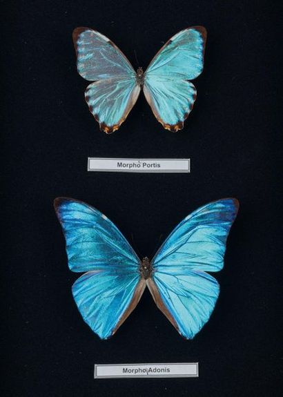 null Set of two morphos (Portis and Adonis)
Dim. 26 cm by 19.5 cm 